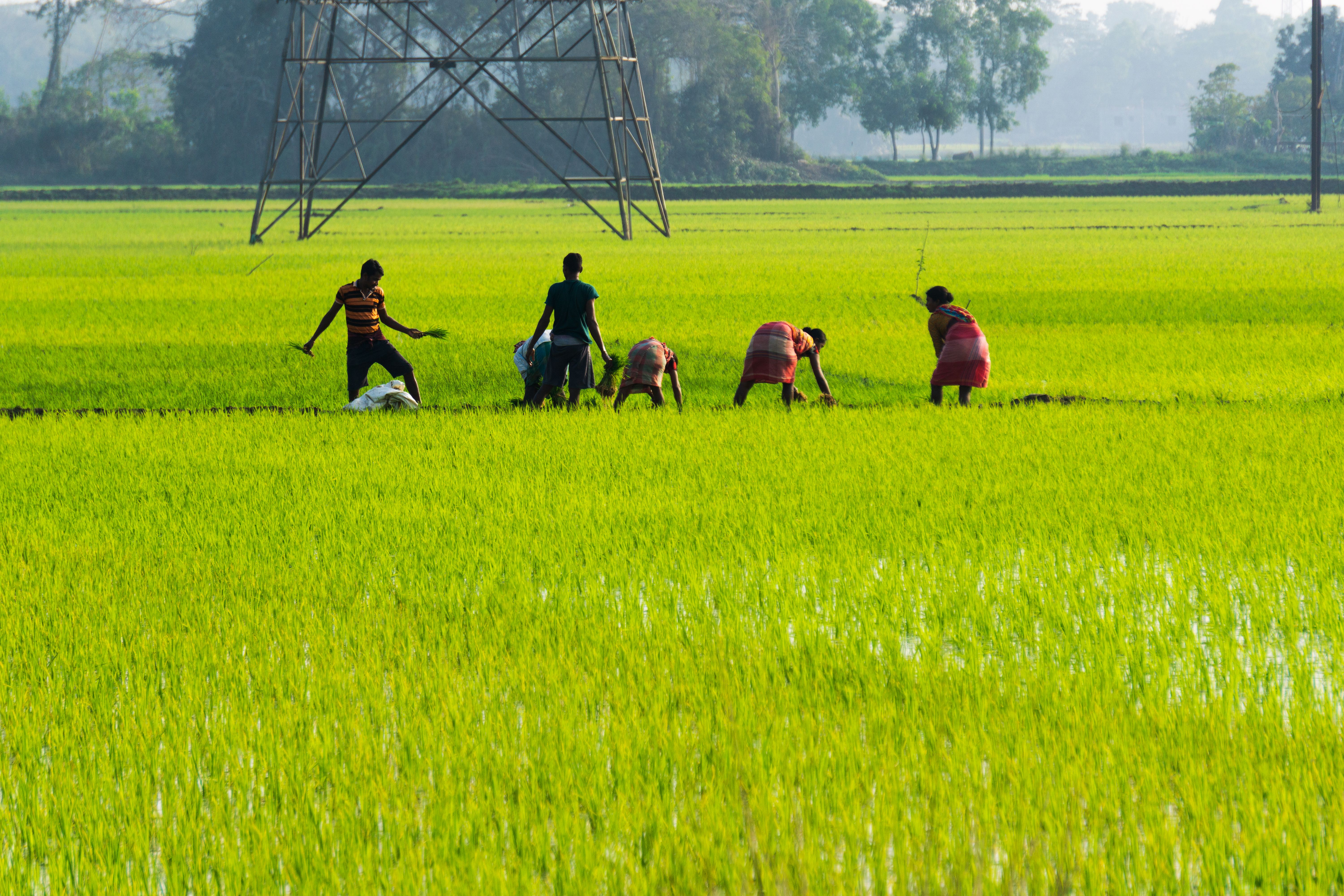 Agriculture and agro-processing